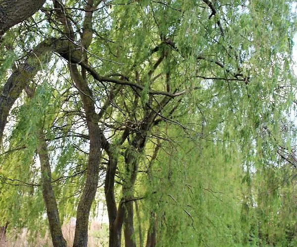 W Nabo * Zaluski (Plonsk)