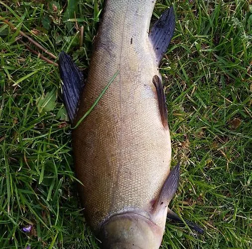 Holiday home W Nabo Zaluski (Plonsk)