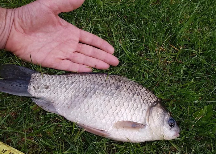 W Nabo Zaluski (Plonsk)